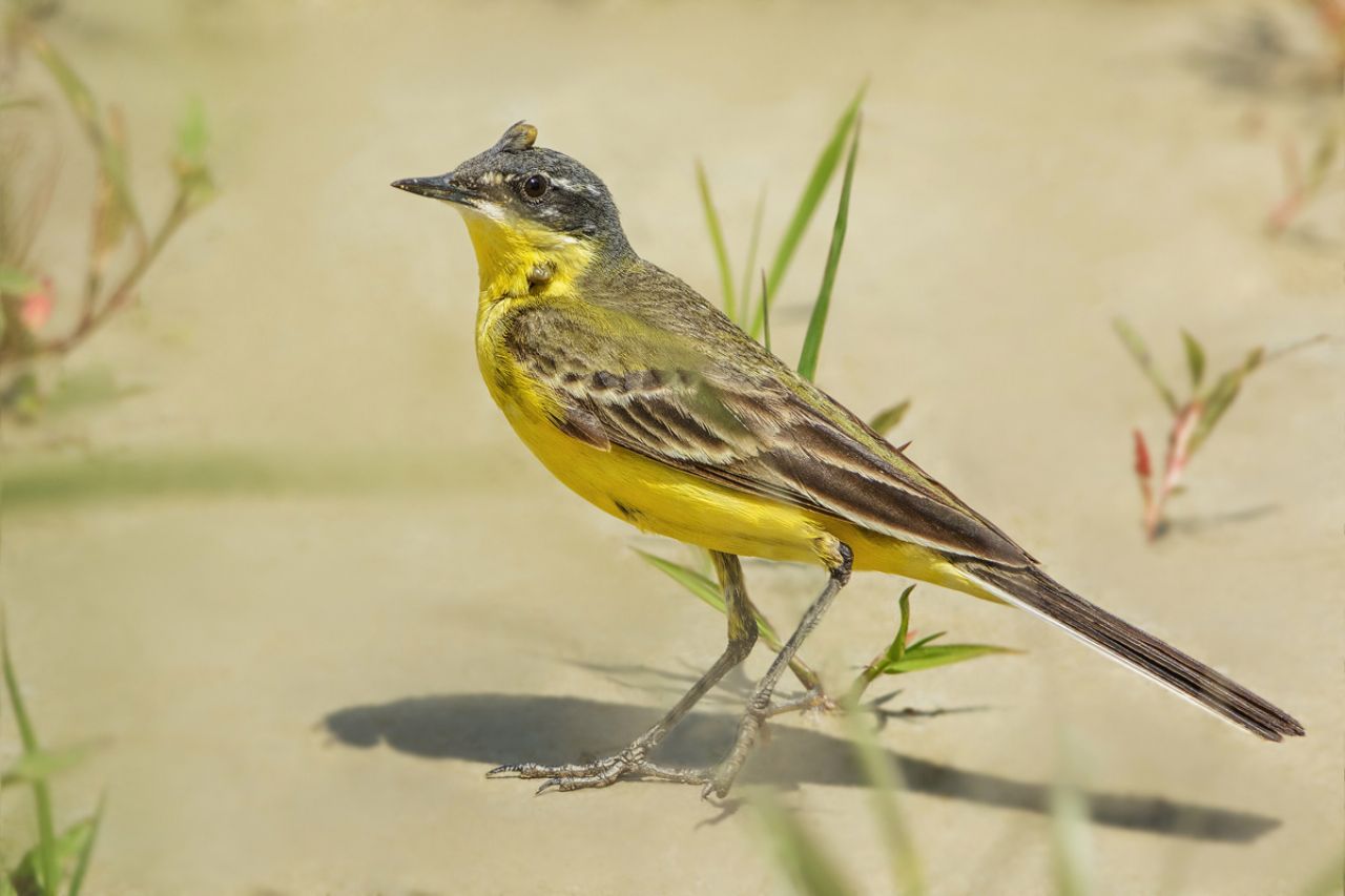 Cutrettola (Motacilla flava)